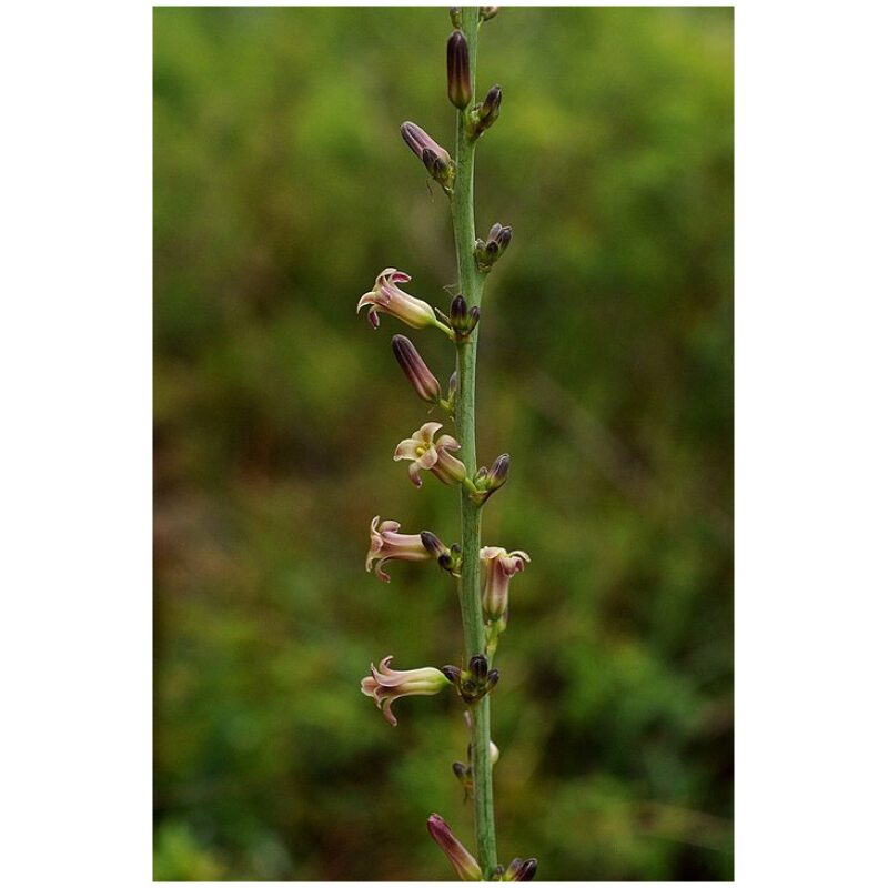 Identification Image for Bulk Chinese Herbs Anemarrhena