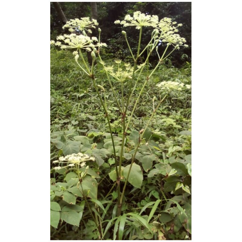 Identification Image for Bulk Chinese Herbs Angelica Du Huo