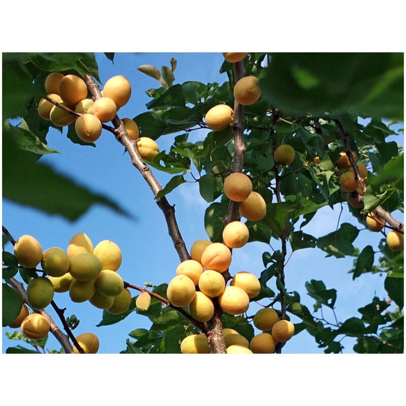 Identification Image for Bulk Chinese Herbs Apricot Seed