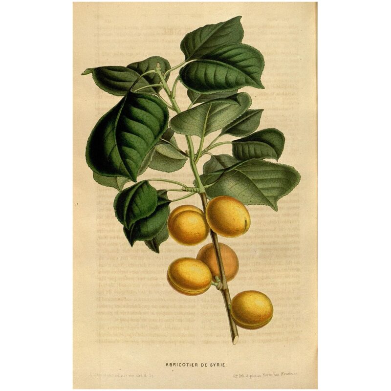 Illustration for Bulk Chinese Herbs Apricot Seed