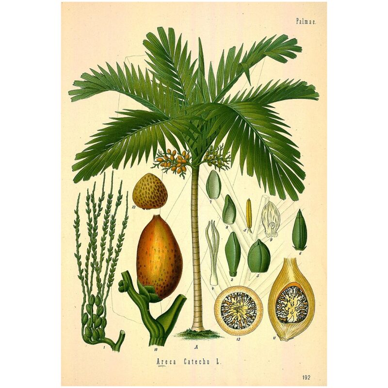 Illustration for Bulk Chinese Herbs Areca