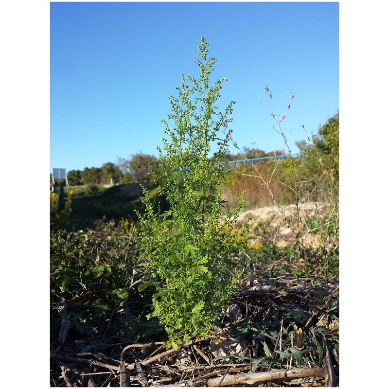Identification Image for Bulk Chinese Herbs Artemisia