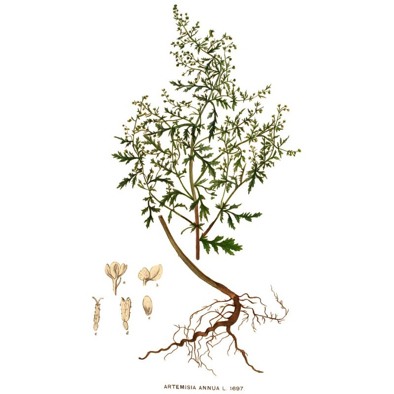 Illustration for Bulk Chinese Herbs Artemisia
