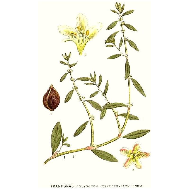 Illustration for Bulk Chinese Herbs Avicularis