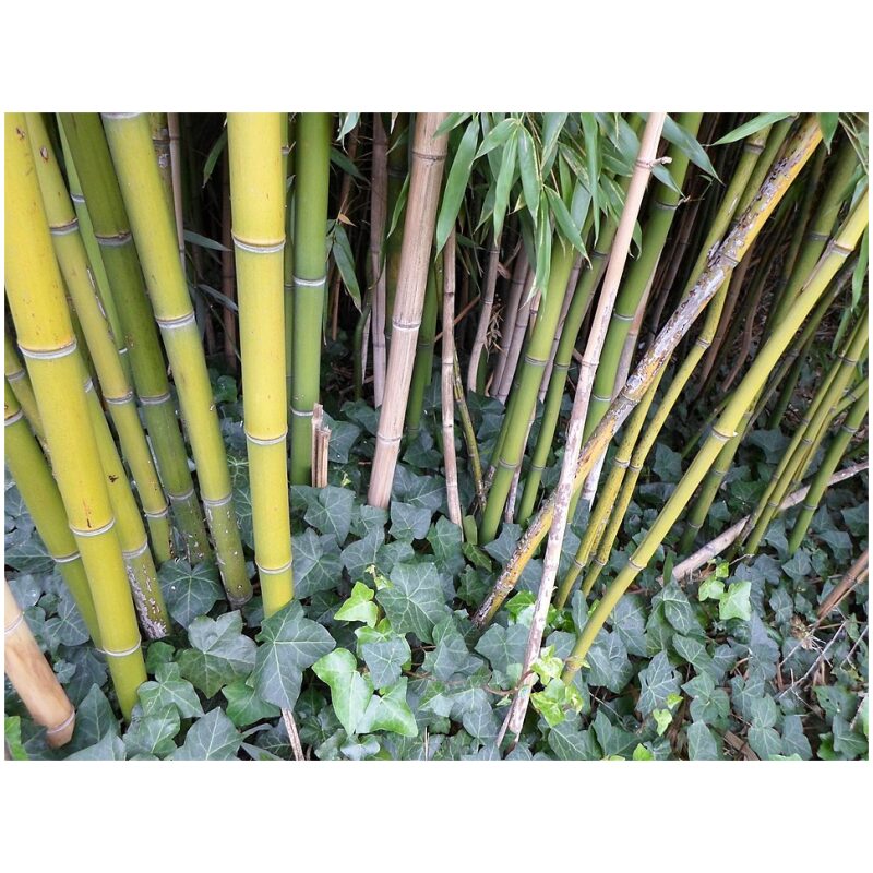 Identification Image for Bulk Chinese Herbs Bamboo Shavings