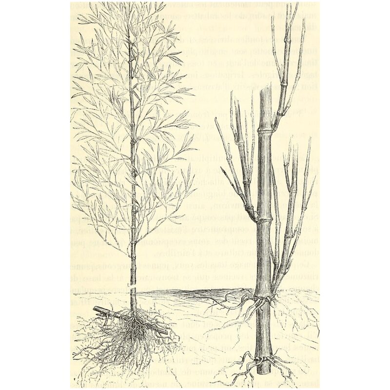 Illustration for Bulk Chinese Herbs Bamboo Shavings