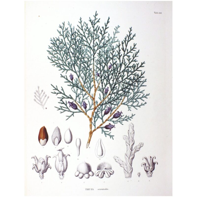 Illustration for Bulk Chinese Herbs Biota Seed