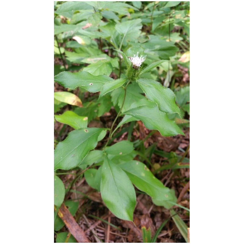 Identification Image for Bulk Chinese Herbs Black Atractylodes