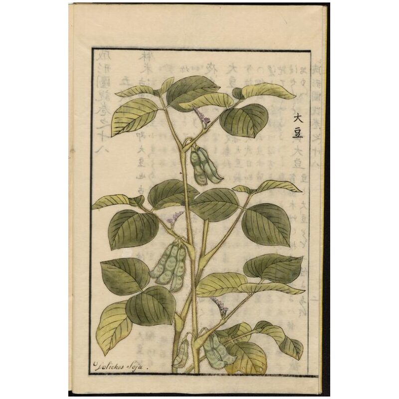 Illustration for Bulk Chinese Herbs Black Soybeans