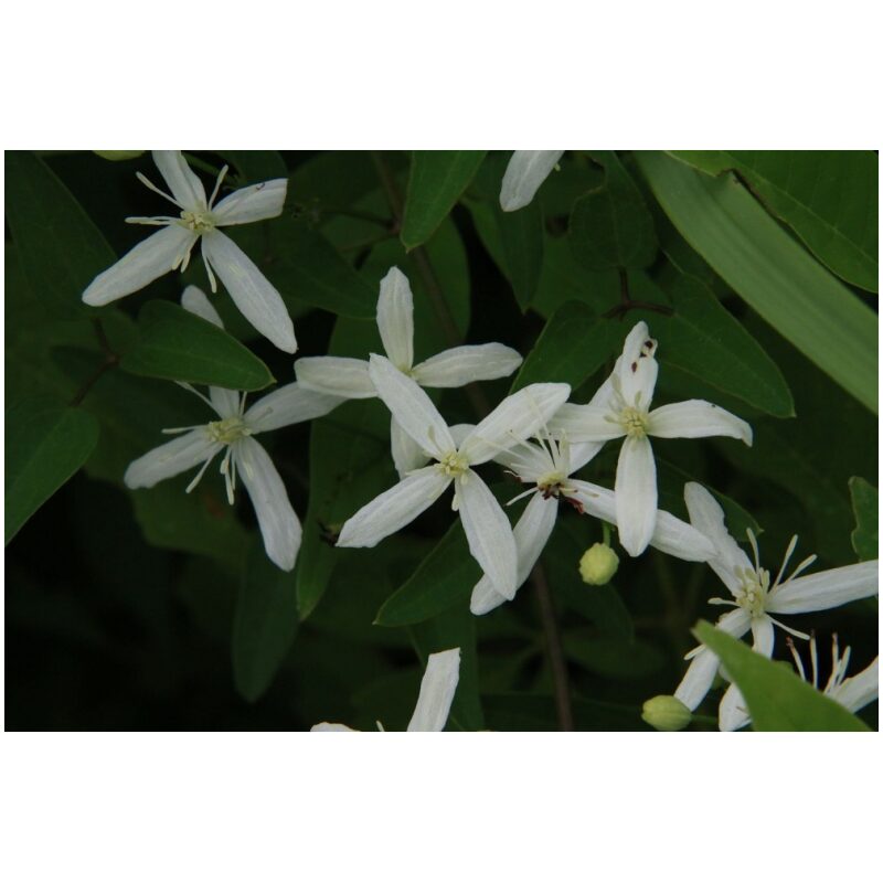 Identification Image for Bulk Chinese Herbs Clematis