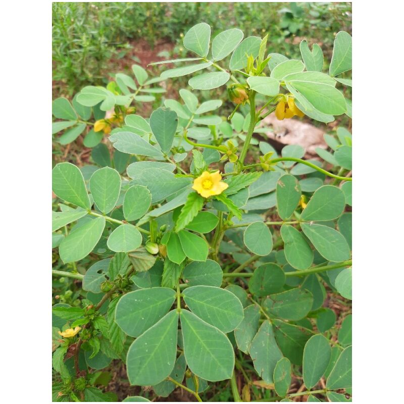 Identification Image for Bulk Chinese Herbs Cassia Seed