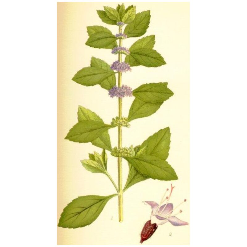 Illustration for Bulk Chinese Herbs Chinese Mint