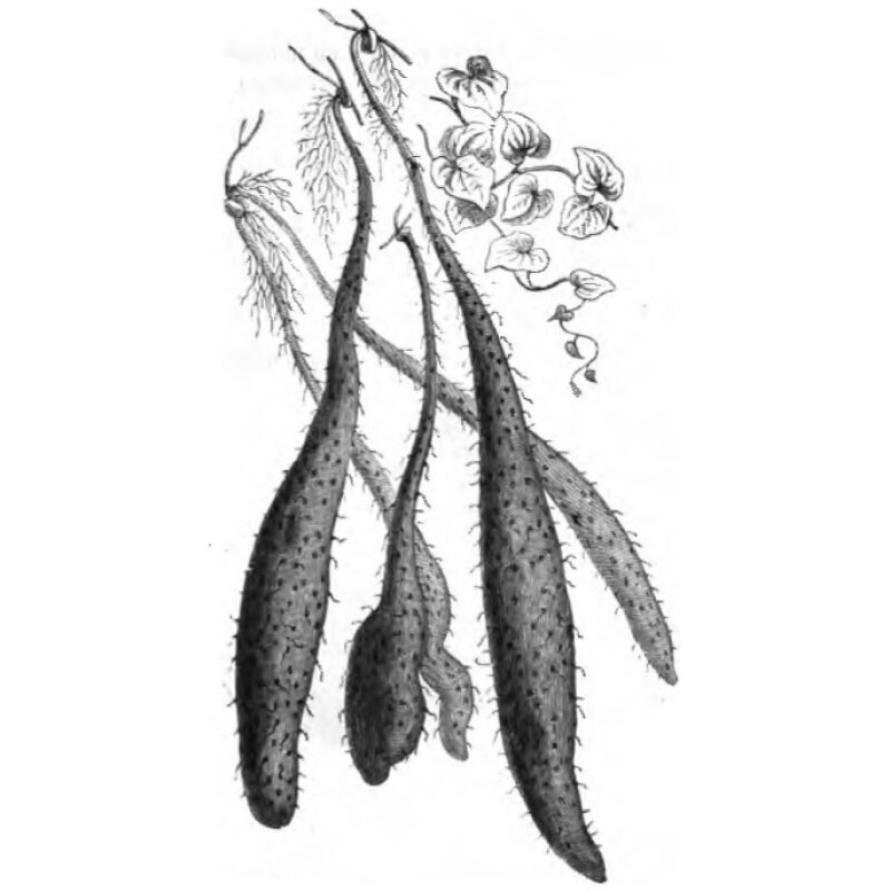 Illustration for Bulk Chinese Herbs Chinese Yam