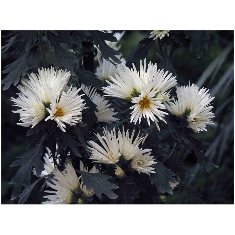 Identification Image for Bulk Chinese Herbs Chrysanthemum