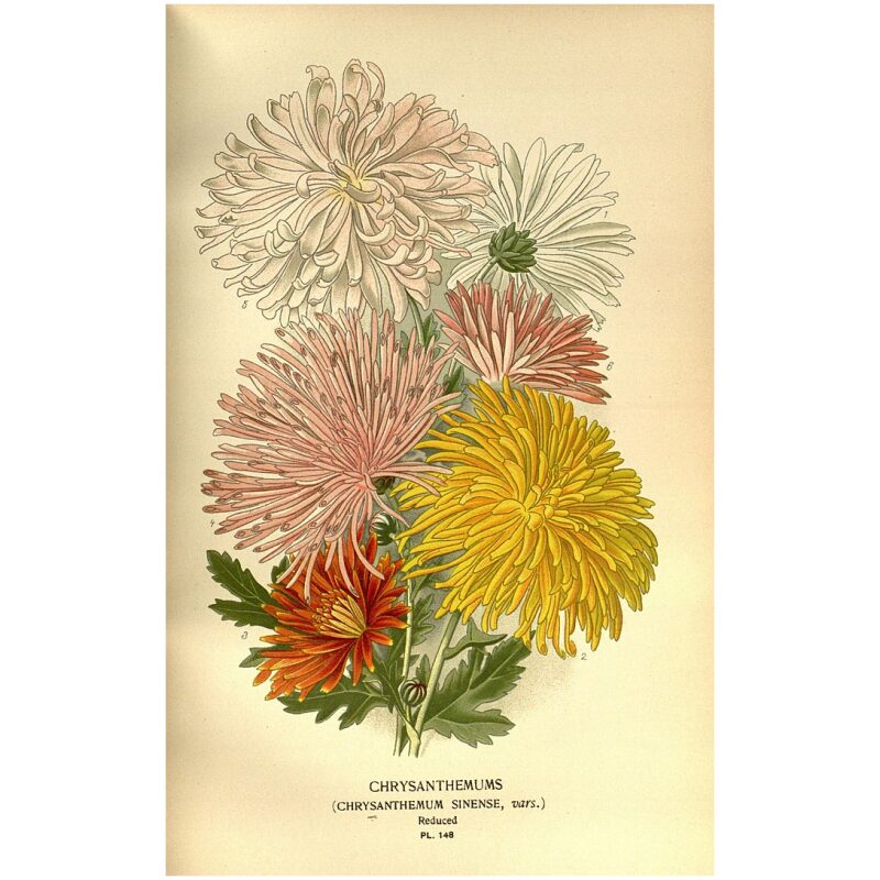 Illustration for Bulk Chinese Herbs Chrysanthemum