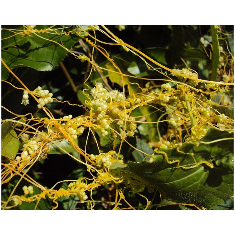 Identification Image for Bulk Chinese Herbs Cuscuta