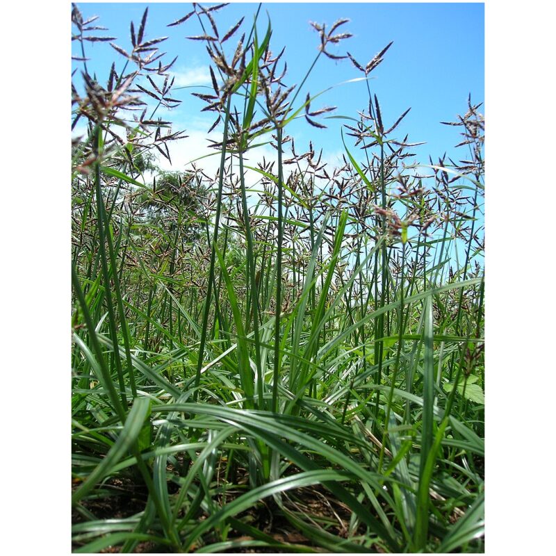 Identification Image for Bulk Chinese Herbs Cyperus