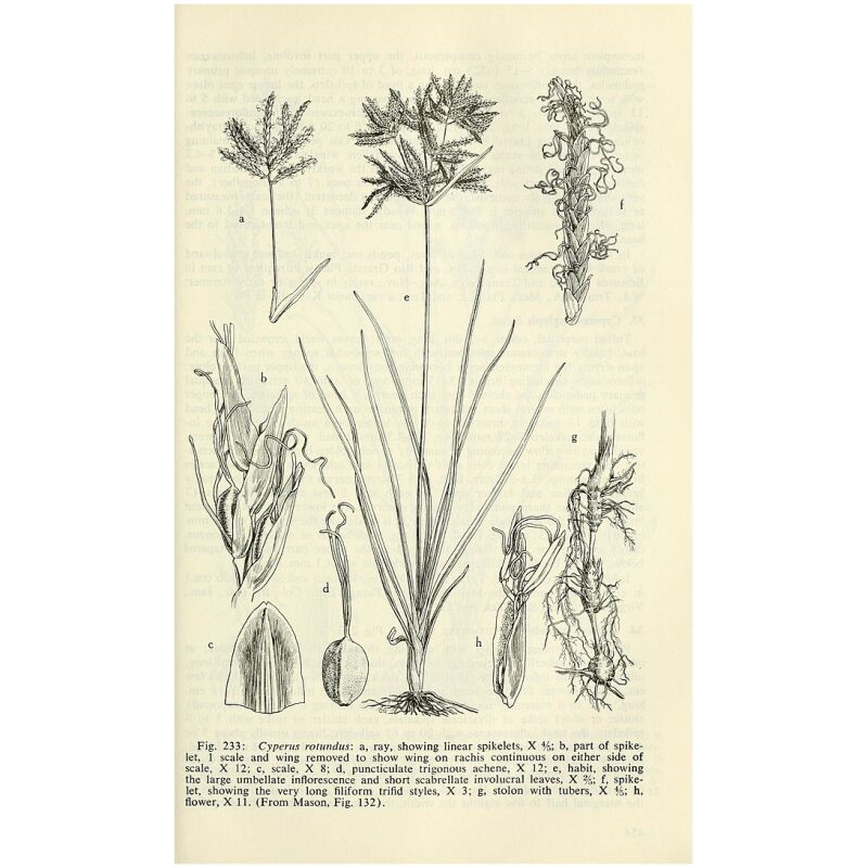 Illustration for Bulk Chinese Herbs Cyperus