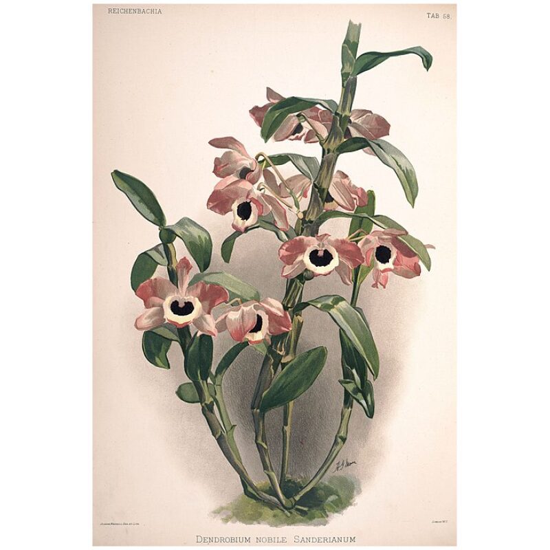 Illustration for Bulk Chinese Herbs Dendrobium
