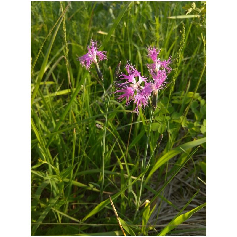 Identification Image for Bulk Chinese Herbs Dianthus