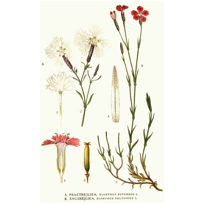 Illustration for Bulk Chinese Herbs Dianthus