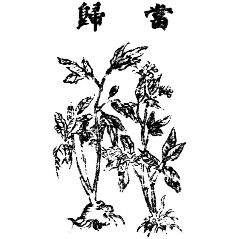 Illustration for Bulk Chinese Herbs Dong Quai