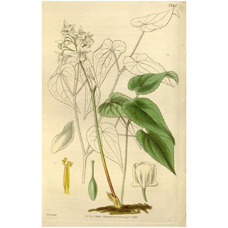 Illustration for Bulk Chinese Herbs Epimedium