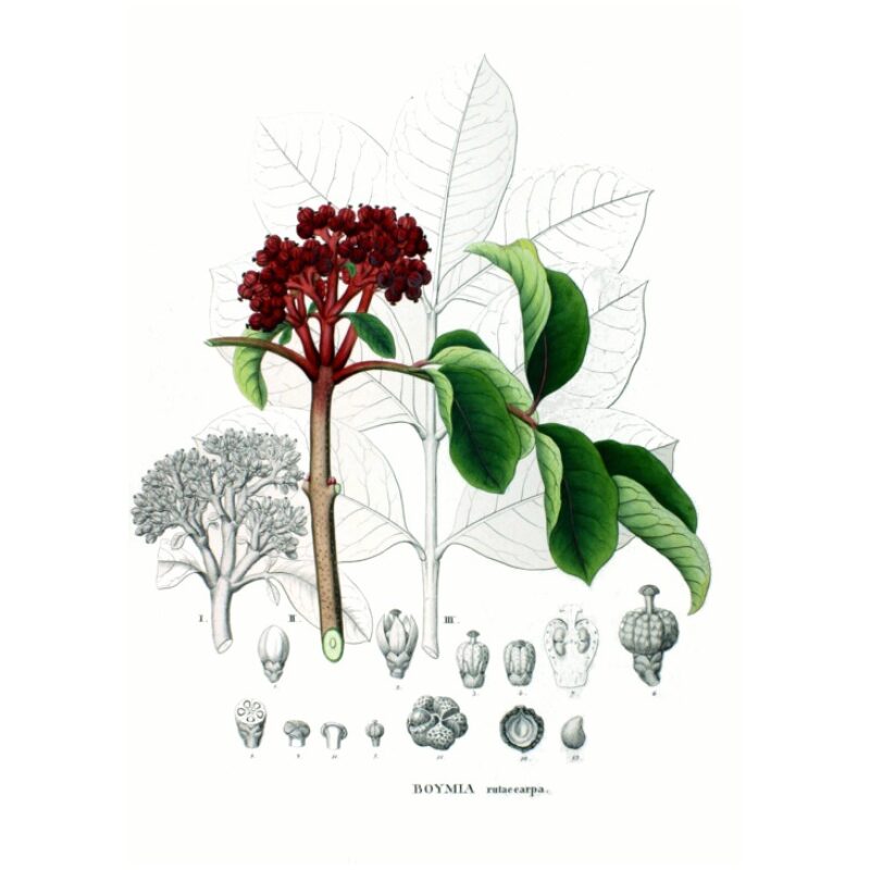 Illustration for Bulk Chinese Herbs Evodia