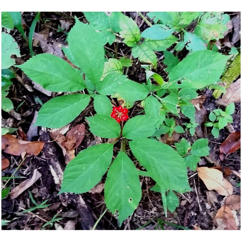 Identification Image for Bulk Chinese Herbs Ginseng Leaf