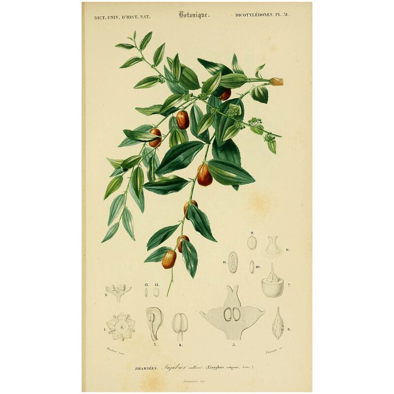 Illustration for Bulk Chinese Herbs Jujube Dates