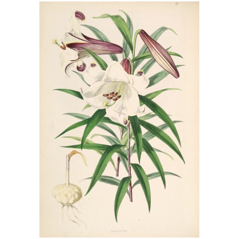 Illustration for Bulk Chinese Herbs Lily Bulb