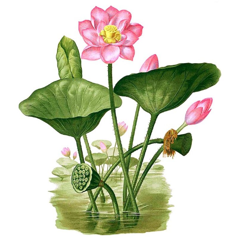 Illustration for Bulk Chinese Herbs Lotus Stamen