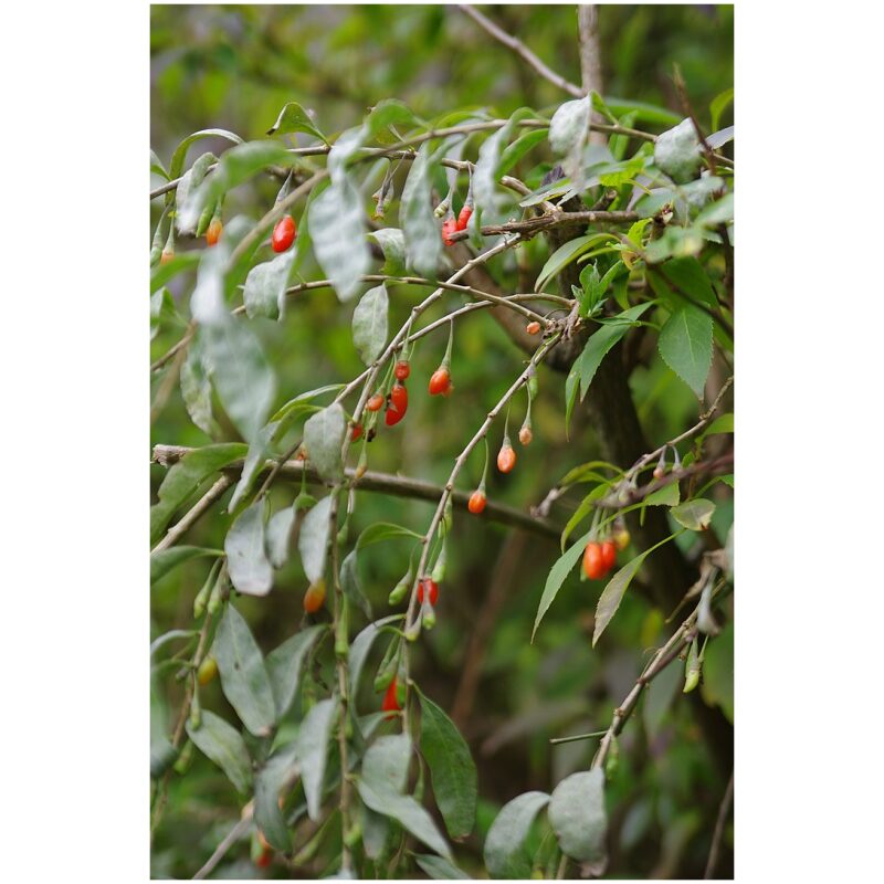 Identification Image for Bulk Chinese Herbs Lycii Berries