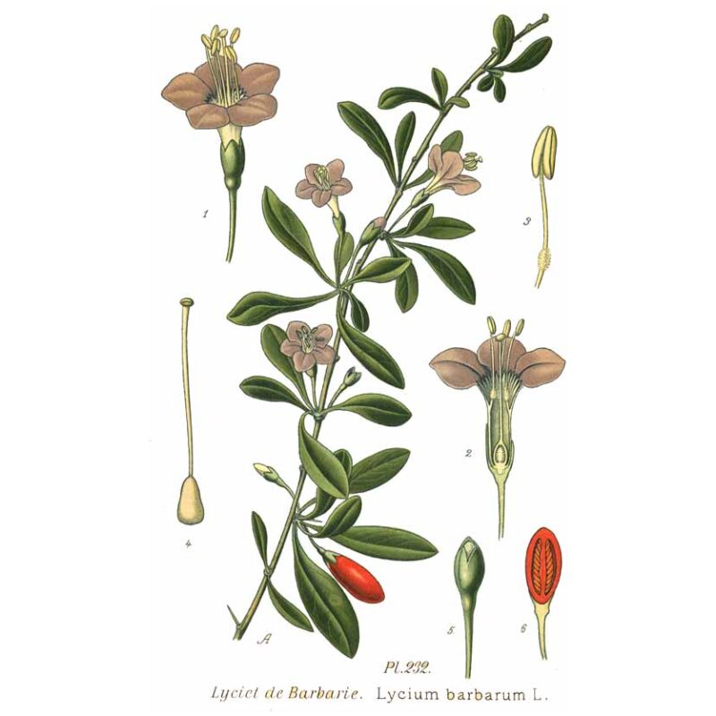 Illustration for Bulk Chinese Herbs Lycii Berries