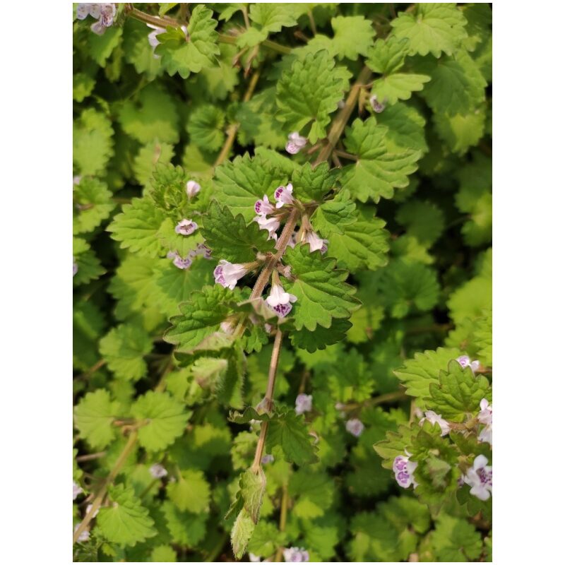 Identification Image for Bulk Chinese Herbs Lysimachia