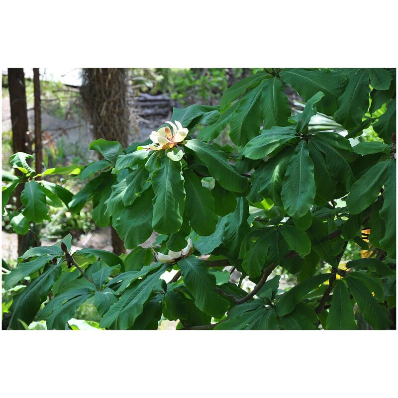 Identification Image for Bulk Chinese Herbs Magnolia Bark