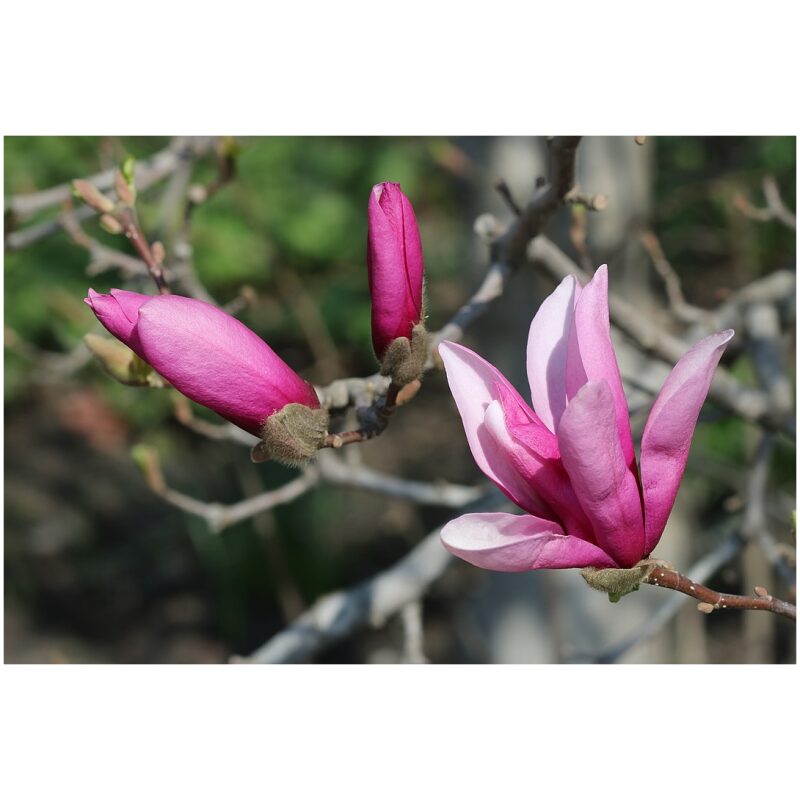 Identification Image for Bulk Chinese Herbs Magnolia Flower