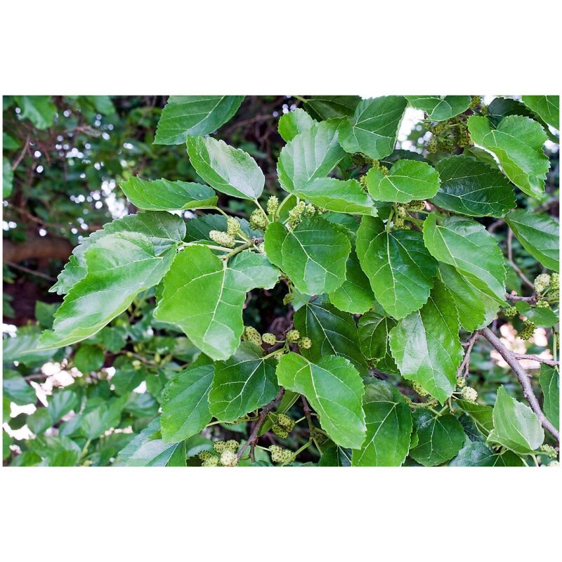 Identification Image for Bulk Chinese Herbs Mulberry Leaf