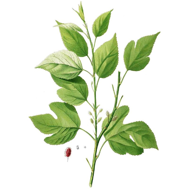 Illustration for Bulk Chinese Herbs Mulberry Leaf