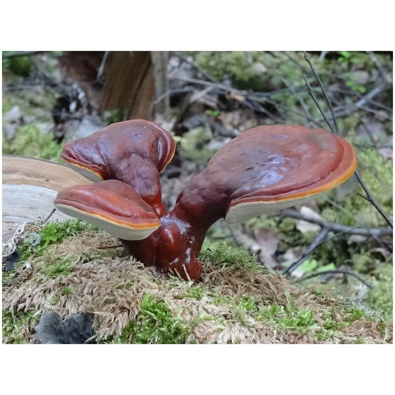 Identification Image for Bulk Chinese Herbs Reishi