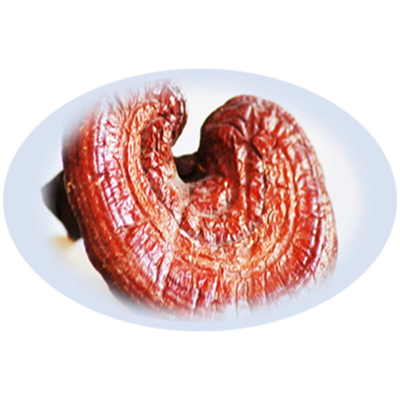 Listing Image for Bulk Chinese Herbs Reishi