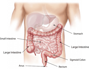 Image for Article Page Digestive Issues a Wholistic Approach