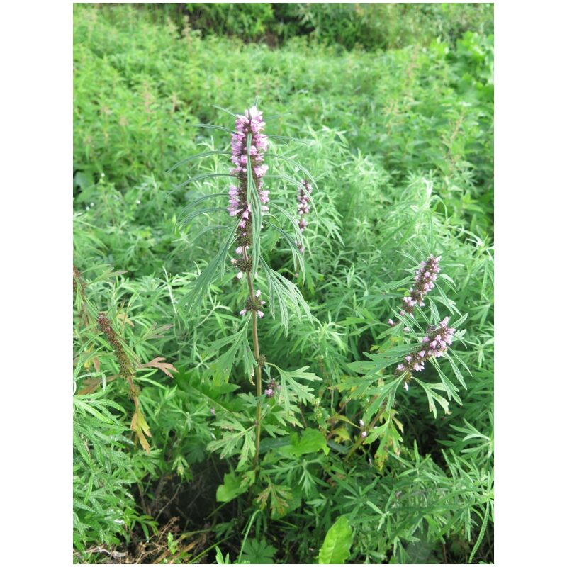 Identification Image for Bulk Chinese Herbs Chinese Motherwort