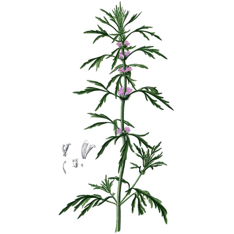 Illustration for Bulk Chinese Herbs Chinese Motherwort