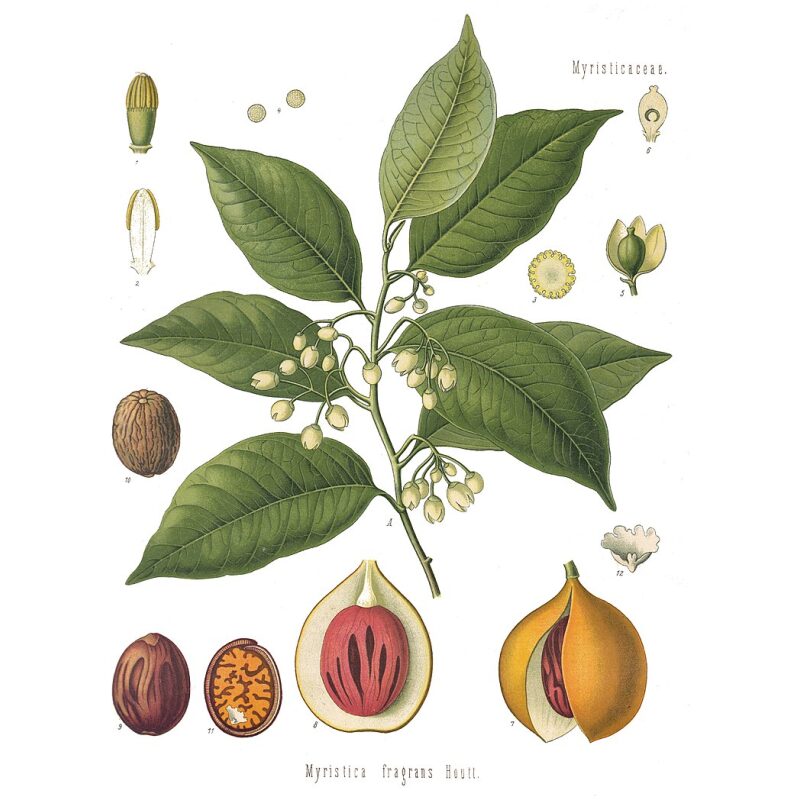 Illustration for Bulk Chinese Herbs Nutmeg