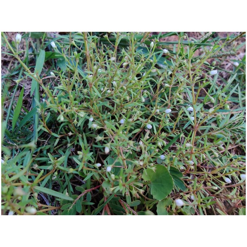 Identification Image for Bulk Chinese Herbs Oldenlandia