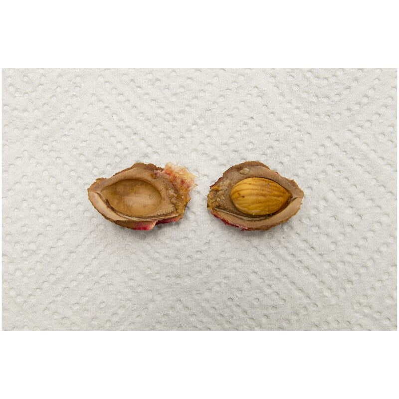 Additional Identification Image for Bulk Chinese Herbs Peach Seed