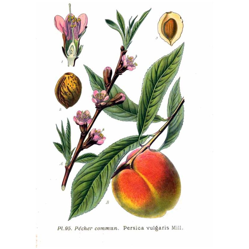Illustration for Bulk Chinese Herbs Peach Seed