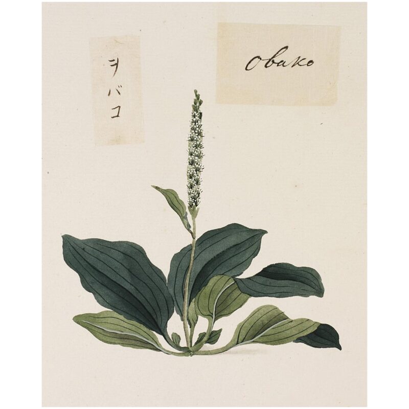 Illustration for Bulk Chinese Herbs Plantain Seed