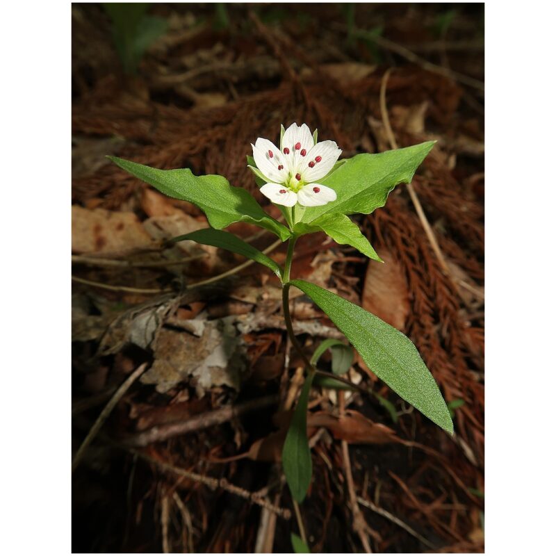 Identification Image for Bulk Chinese Herbs Prince Ginseng